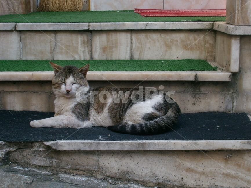 고양이,낮잠,계단,돌,길고양이