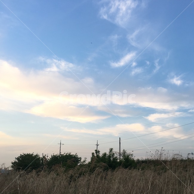 갈대,풍경,하늘,구름,나무,푸른하늘