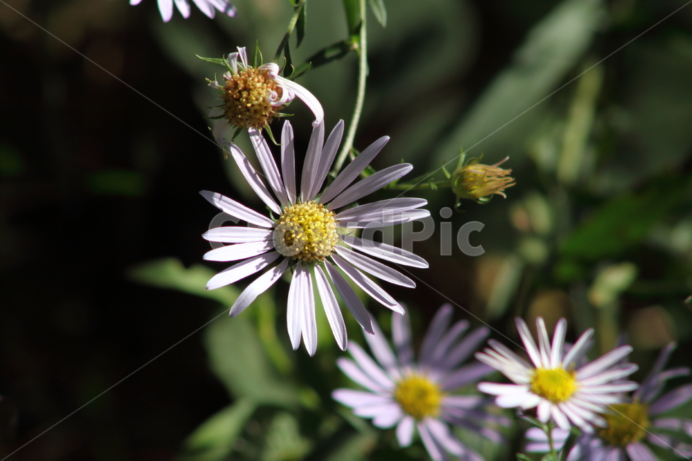 벌개미취,식물,야생화,가을꽃,montaneaster,식물,자연,plants,nature,꽃,flower
