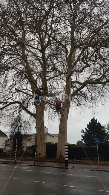 tree,나무,식물,plant,풍경