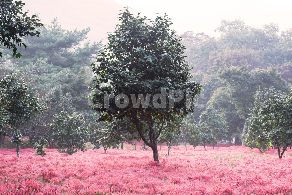 상사화,꽃무릇,일출,아침햇살,빛내림,불갑사,자연,풍경,nature,landscape,tree,나무,plant,식물