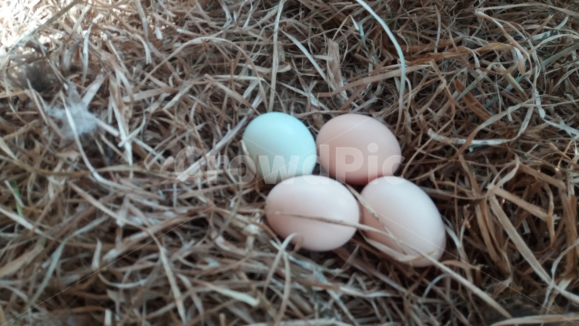 토종닭,유정란,계란,시골닭,포란