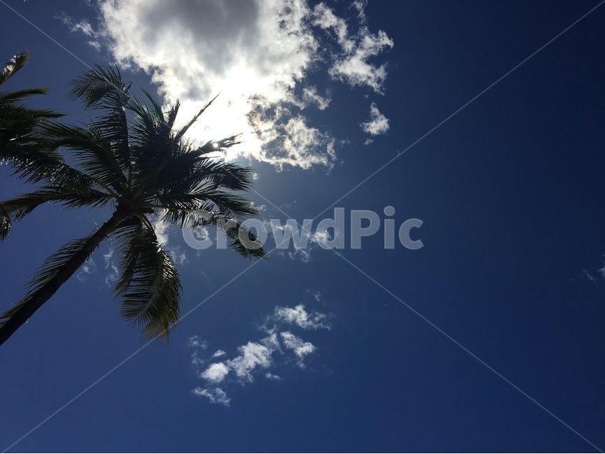 하와이,구름,야자수,하늘,휴가,자연,풍경,nature,landscape,식물,plants,나무,trees,wood,tree,palm tree,plant