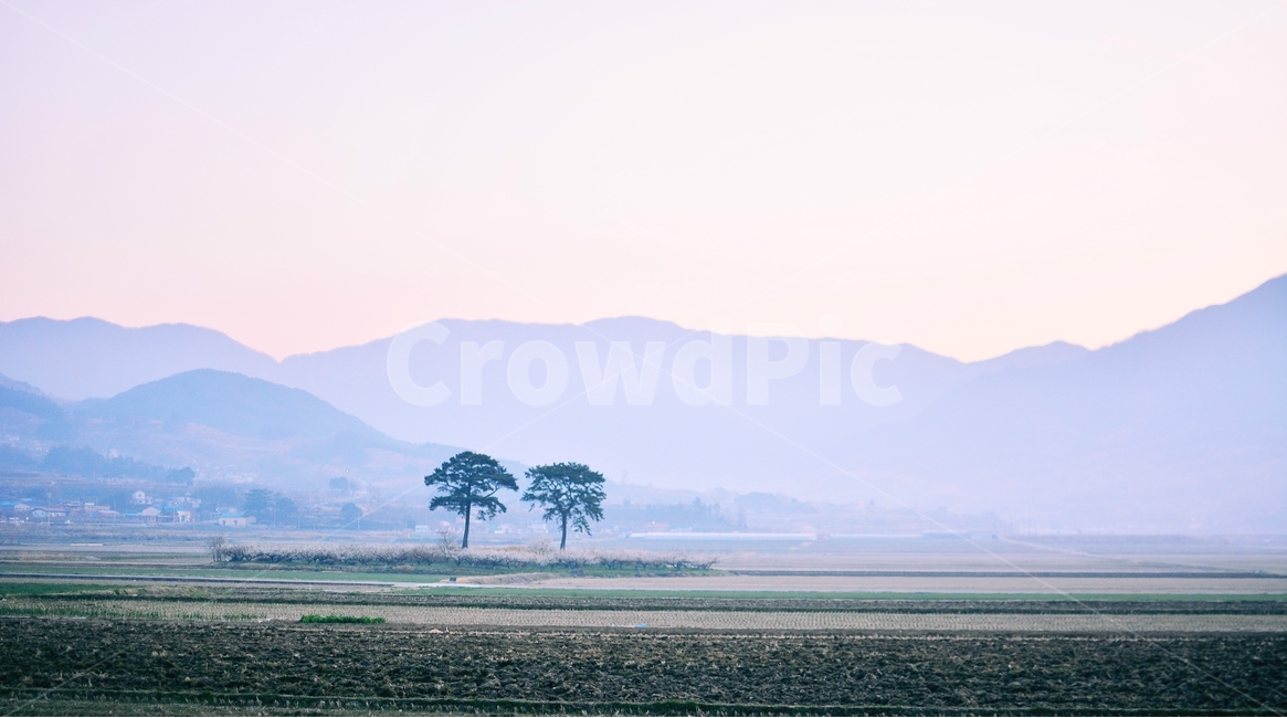 하동,최참판,부부송,논,박경리소설,자연,풍경,nature,landscape,한국자연풍경,한국자연경관,korea,시골,마을,country,rural,town,평사리,새벽,안개,봄,풍경사진,아침,아침안개,자연,풍경,nature,landscape,한국자연풍경,한국자연경관,korea nature landscape,시골,마을,country,rural,town,감성,sensible,feeling,outdoors,옥외