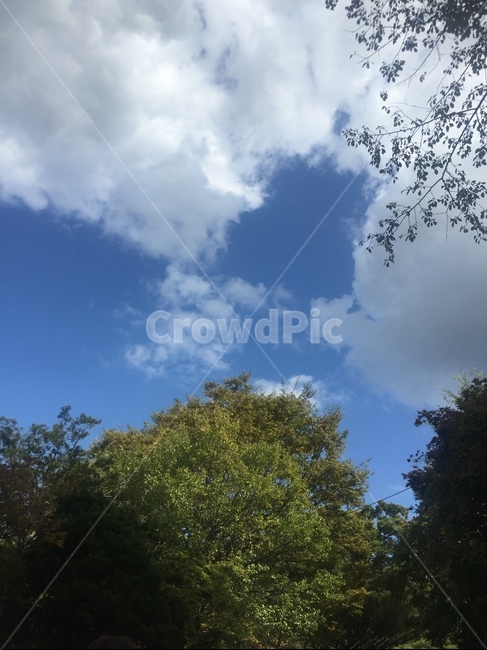 하늘,나무,구름,자연,sky,cloud,nature,outdoors,옥외,한국자연풍경,자연풍경,감성사진