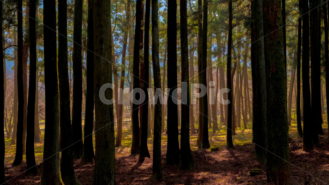 나무,제주도,휴양림,절물휴양림,숲,자연,풍경,nature,landscape,제주도,jeju,jeju island,tree,plant,식물