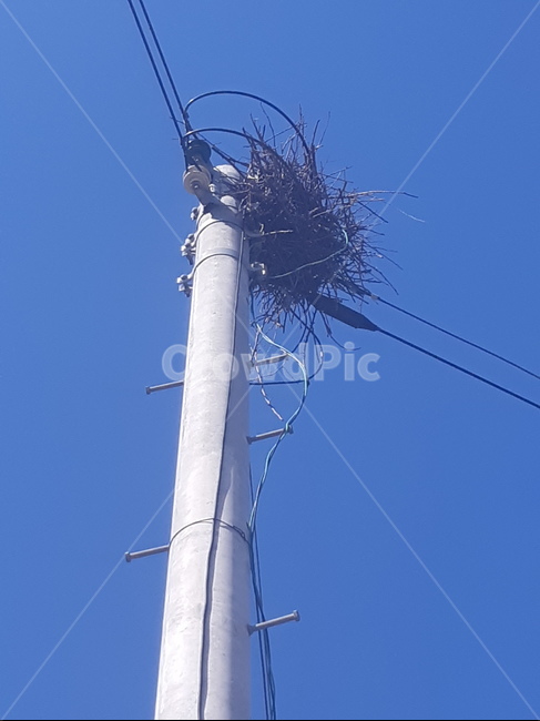 전신주,케이블,cable,전력선,powerlines,새집,까치집