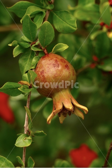 석류,과일,나무,여름,식물,자연,계절,시골,붉은색꽃,plants,tree,season,punicagranatum