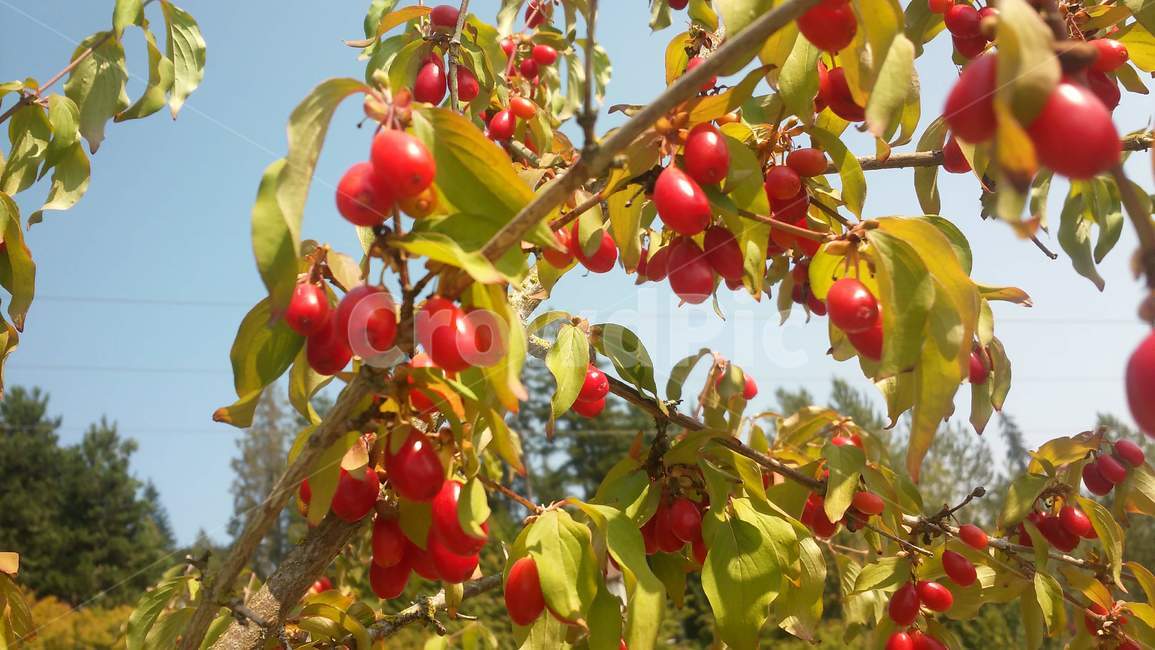 열매,빨간열매,나무,잎,맑은,fruit,sky,berry,과일,여름,가을,오후,afternoon,summer,autumn,fall,ripe,자염,nature,plant,식물,식물,자연,plants,nature,과일,열매,fruit