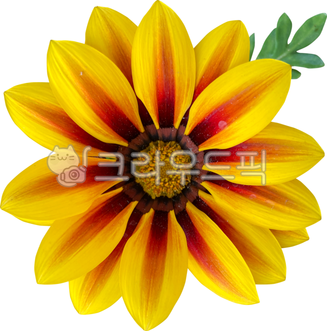 꽃,노란꽃,국화,노란국화,가자니아,가자니아리젠스,태양국,gazaniarigens,훈장국화,식물,원예