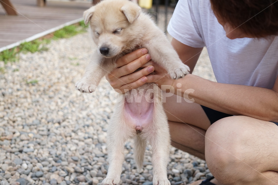 강아지,똥개,귀여운,개,아이보리,자갈,남자