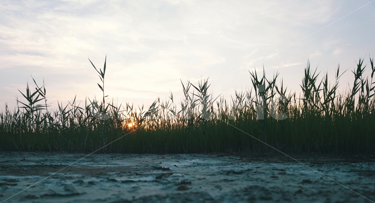 화성,일몰,수섬,자연,초원,드론,자연,풍경,nature,landscape,grass,잔디,plant,식물,lawn,reed,갈대