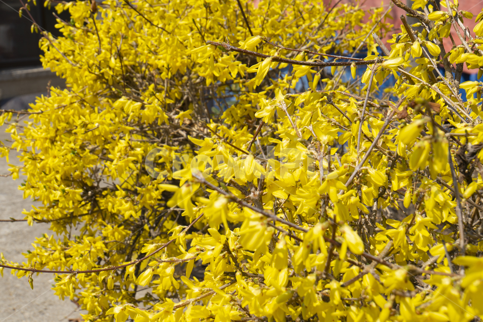 개나리,노란색,봄꽃,봄,봄날,귀여움,노란꽃,꼬까신,봄나들이,봄,계절,spring,season,식물,자연,plants,nature,꽃,flower,plant,leaf,잎