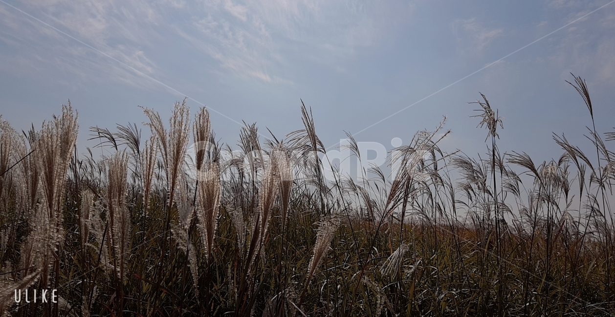 갈대,억새풀,억새,가을,날씨,식물,grass,plant,lawn,갈색,브라운,구름,하늘,가을,계절,fall,autumn,season,자연,풍경,nature,landscape,잔디