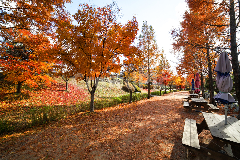 단풍,나무,낙엽,가을,계절,감성,공원,식물,자연,가을,계절,fall,autumn,season,자연,풍경,nature,landscape,식물,plants,나무,trees,wood,tree,plant