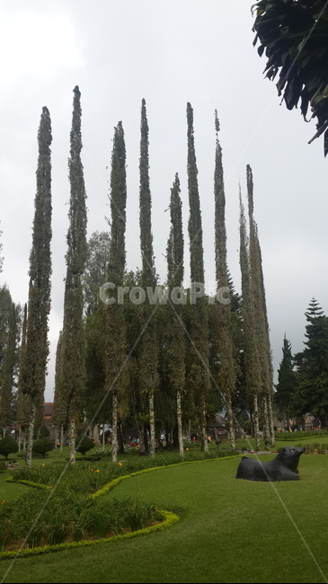 인도네시아,발리,브두굴,침엽수,나무,indonesia,bali,needleleaf,bedugul,needleleaftree,식물,자연,plants,nature,나무,trees,wood