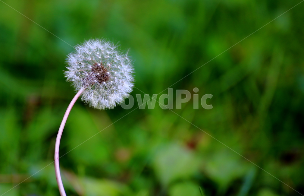 민들레,민들레홀씨,식물,국화과,꽃씨,쌍떡잎식물,산민들레,식물,자연,plants,nature,꽃,flower