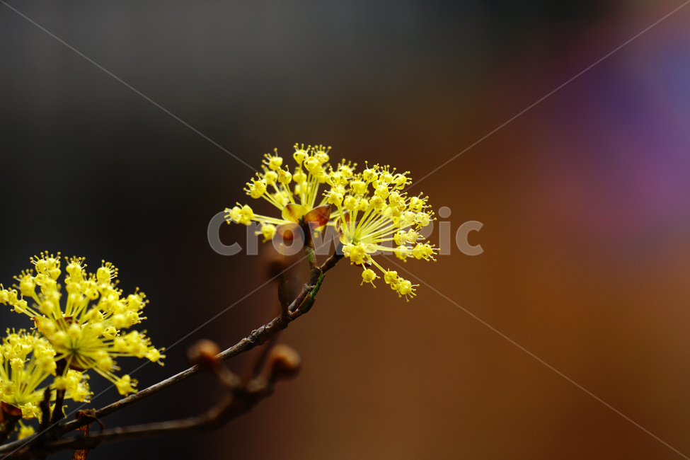 산수유,봄꽃,한국자연,꽃,꽃사진,플라워,flower,봄,spring,식물,plants,자연,nature,풍경,landscape,계절,season,snap,스냅,접사,macro,closeup,클로즈업,감성사진,감성,힐링,healing,느낌,feel,feeling,꽃밭,화단,나무,나뭇가지,tree,꽃봉오리,4월,April,봄,계절,spring,season,식물,자연,plants,nature,꽃,flower,plant