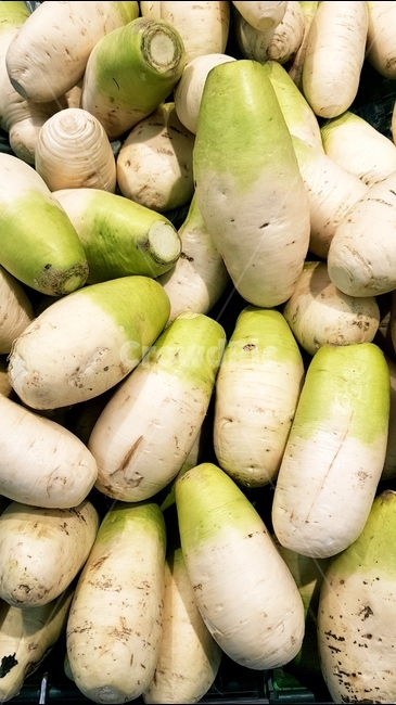 채소,무,무우,라디쉬,radish,음식,식재료,요리,food,cook,meal,dishes,food reserves,채소,야채,vegetables
