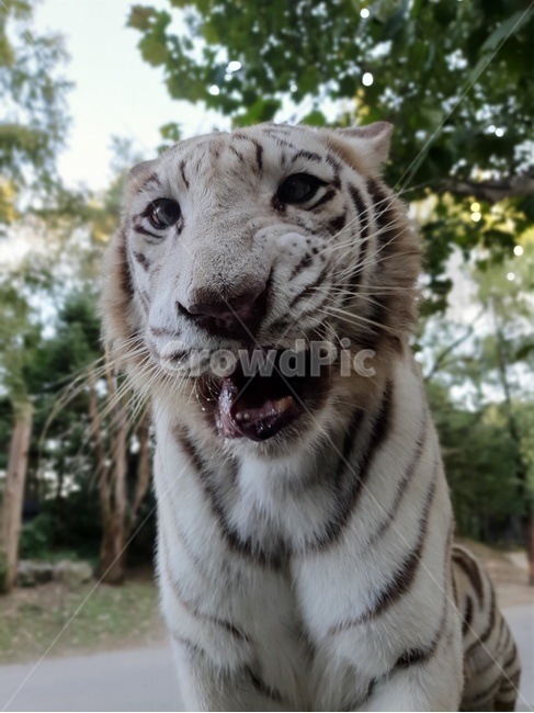 tiger,호랑이,animal,동물,wildlife,포유류,mammal,야생동물