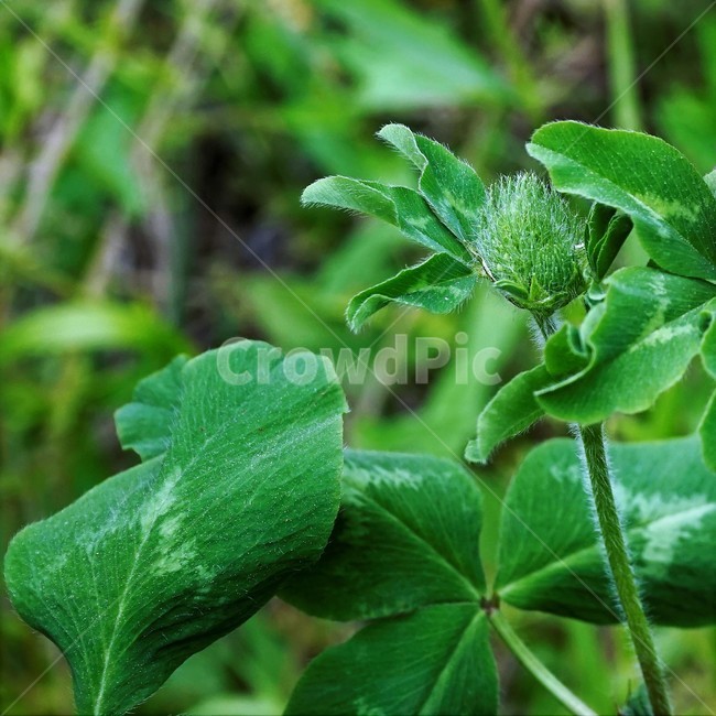 토끼풀,붉은토끼풀,귀화식물,풀,클로버,crimsonclover,grass,green,nature,plant,redclover,trifolium