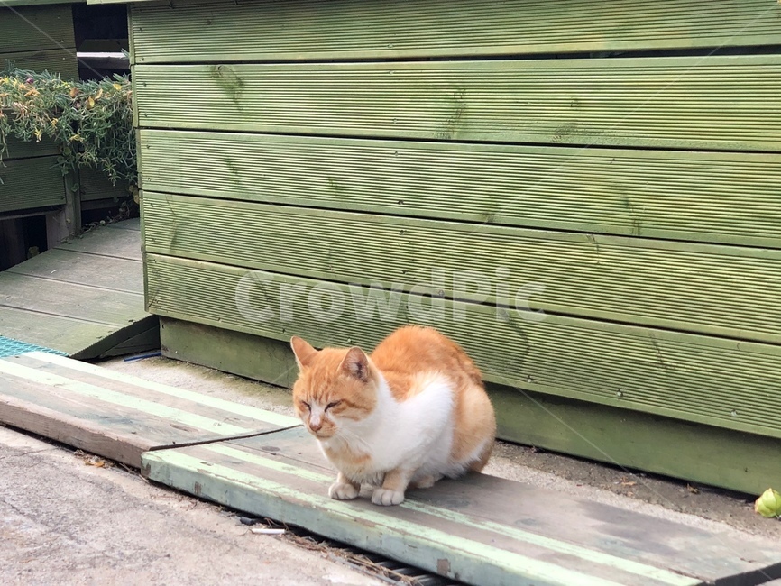 animal,동물,mammal,포유류,cat,고양이,길고양이,초록,green,작은,조는