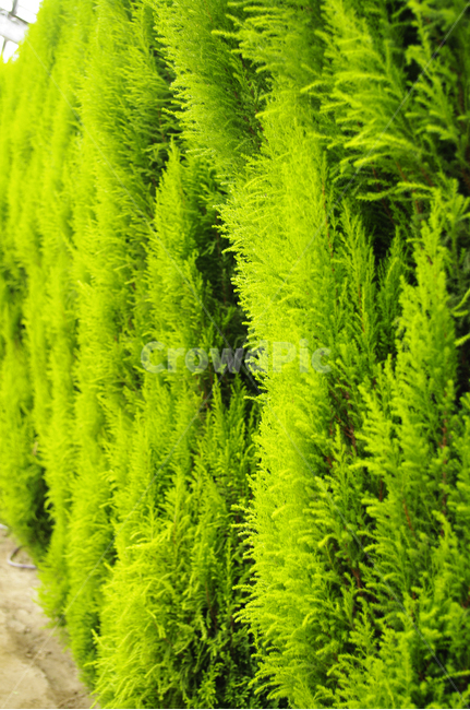 나무,식물,plant,율마,초록,식물,자연,plants,nature