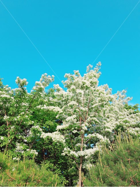 나무,흰꽃,공원,하늘,tree,sky