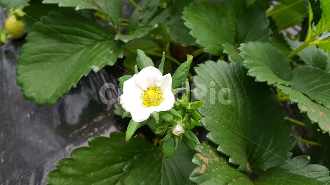 딸기농장,딸기,농사,딸기농사,자연,plant,식물,식물,자연,plants,nature,꽃,flower