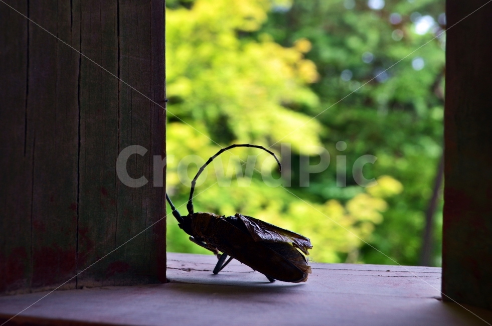 자연,아웃포커싱,생물,허물,nature,순리,껍데기,나무,outoffocus,동물,animal,곤충,벌레,insect,bug