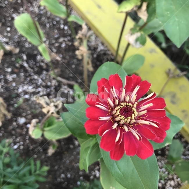 백일홍,백일초,Zinnia,멕시코꽃,국화과,빨간꽃,한해살이풀,ZinniaviolaceaCav,수과,개량종,식용,한방재료,약재,약용,식물,조경화,꽃,Flower,식물,자연,plants,nature,꽃,flower