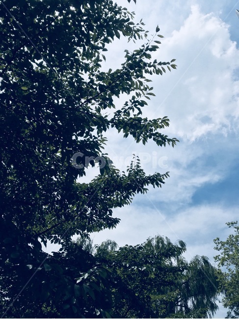 하늘,나무,구름,풍경,자연,맑은하늘,파란하늘,하늘색,파란색
