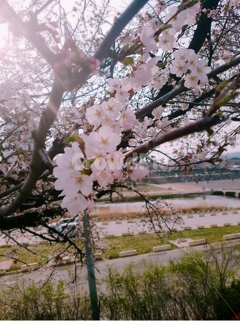 plant,식물,벚꽃,flower,blossom