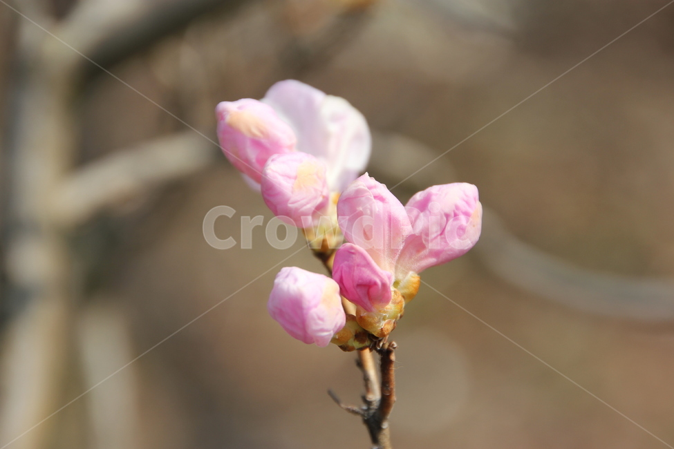 꽃,꽃나무,자연,풍경,분홍,식물,자연,plants,nature,꽃,flower