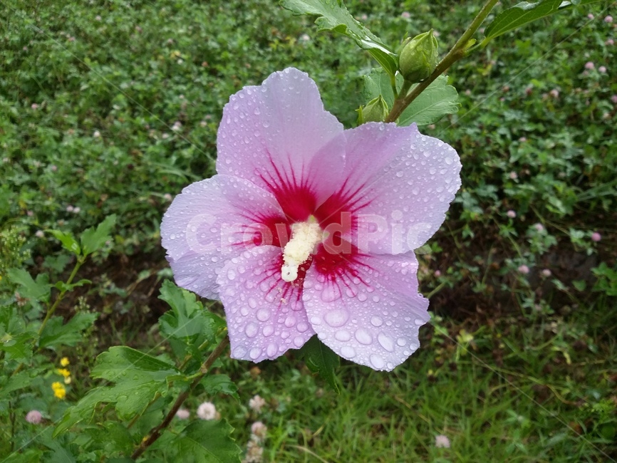 식물,꽃,flower,plant,무궁화,무궁화꽃,자연,식물,자연,plants,nature,꽃,flower