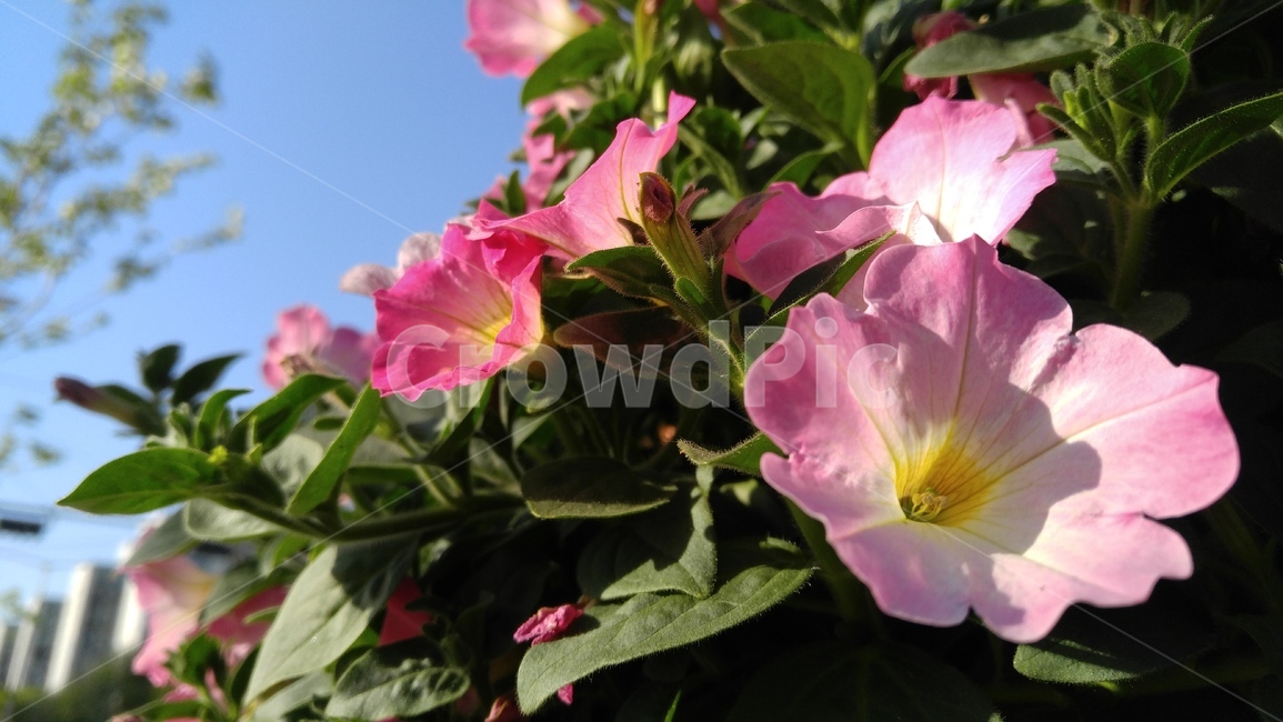 사피니아꽃,꽃,핑크색꽃,핑크,식물,감성,배경,safaniaflower,flower,pink,emotional,background,flant,bloom,floral