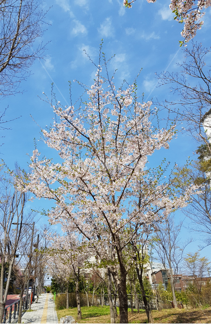 벚꽃,하늘,봄,구름,cherryblossoms,식물,자연,plants,nature,꽃,flower