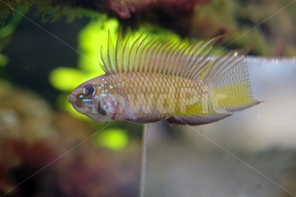 	열대어,관상어,apistogramma,아피스토그라마,tropicalfish,동물,animal,어류,물고기,fish