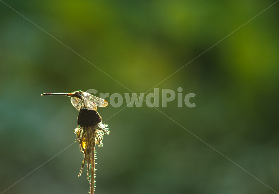 잠자리,곤충,겹눈,꽃대,야생,자연,날개,식물,자연,plants,nature,동물,animal,곤충,벌레,insect,bug