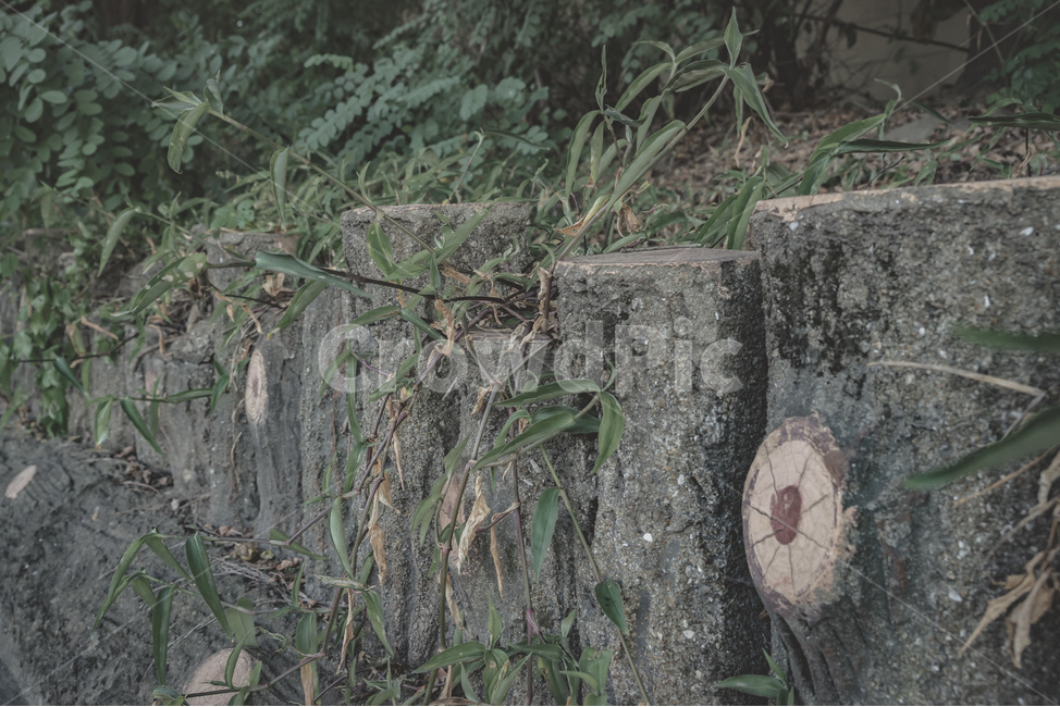 공원,나무,여름,감성,풀,자연,휴식,여유,park,tree,wood,plants,summer,rest,nature,beautiful,식물,자연,plants,nature,나무,trees,wood