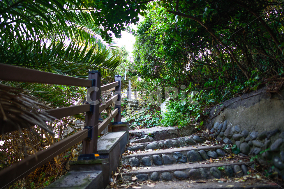 계단,숲속길,숲길,바위,나무,자연,풍경,nature,landscape,arbour,정자,garden,정원,outdoors,옥외