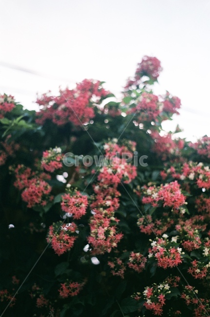 꽃,나무,하늘,flower,봄