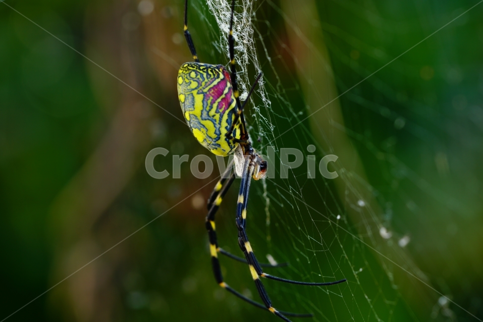 거미,곤충,벌레,스파이더,spider,insect,bug,거미줄,cobweb,web,spiderweb,함정,그물,그물망,자연,nature,풍경,landscape,동물,animal,접사,마크로,macro,클로즈업,closeup,가을,autumn,fall,season,계절,10월,october,사냥,사냥꾼,헌터,hunter,먹이,동물,animal,곤충,벌레,insect,bug