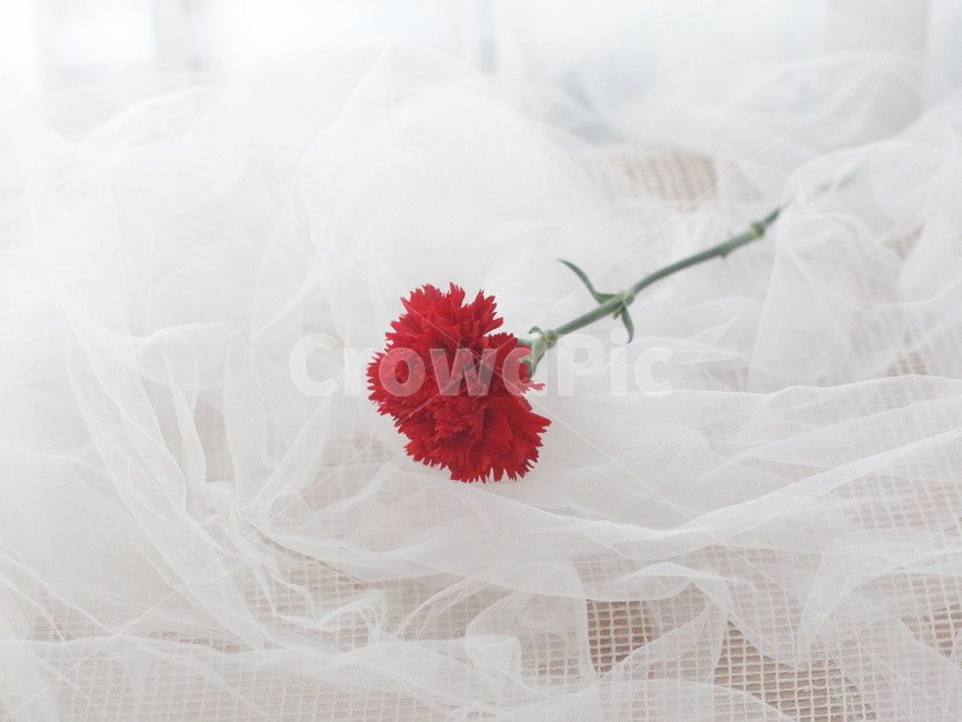 카네이션,어버이날,빨간꽃,꽃,carnation,red,flower