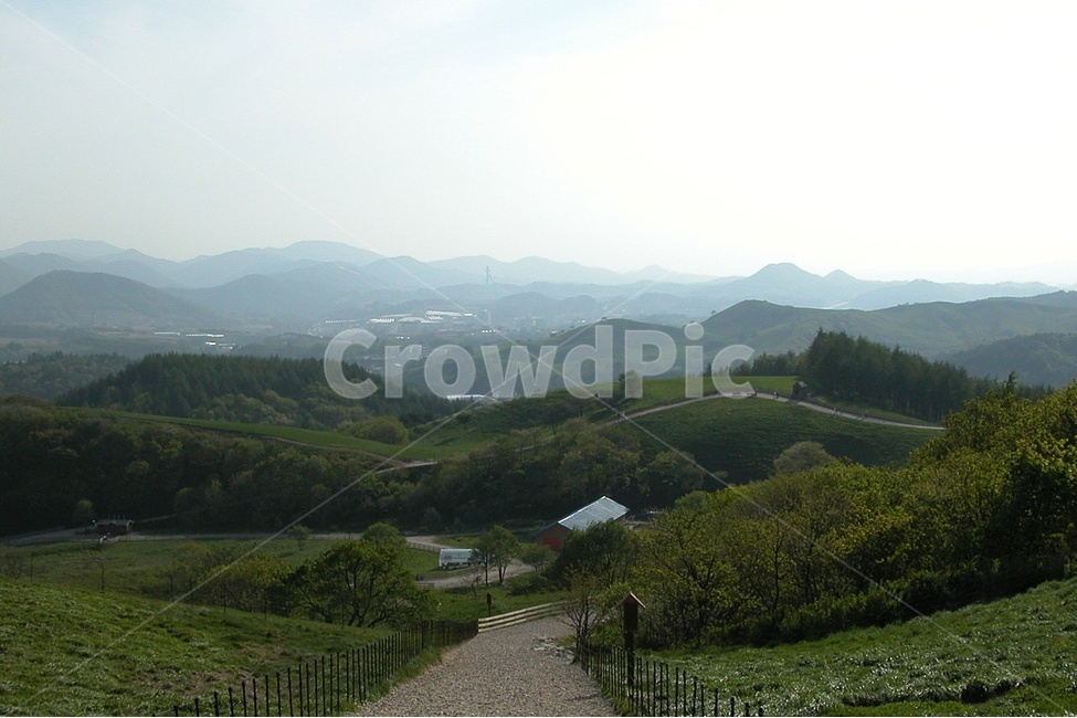 목장,여름,풍경,길,숲,자연,풍경,nature,landscape,outdoors,옥외