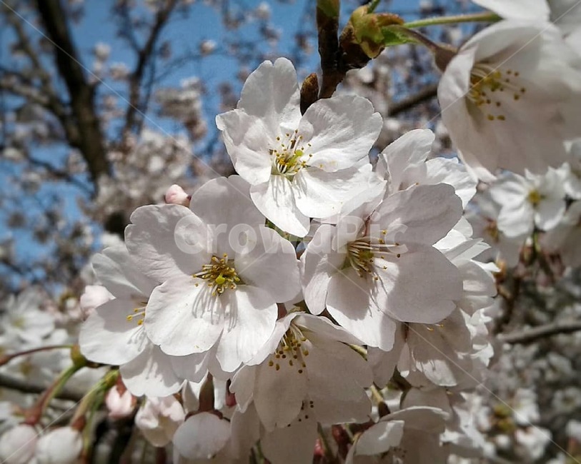 plant,식물,blossom,꽃,flower,화분,pollen,조팝나무,white,spring,흰색,봄