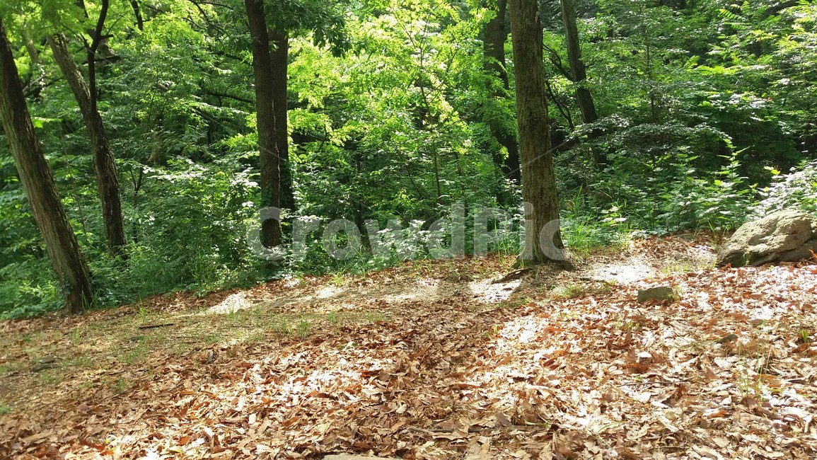 햇살,여유,평화,안정,휴식,나무,숲