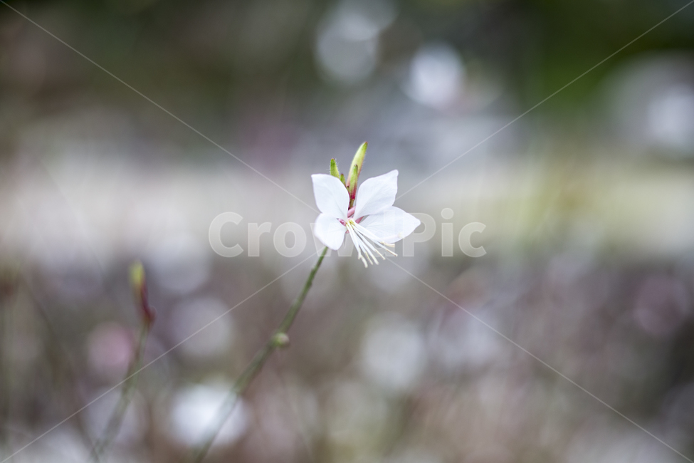꽃,플라워,flower,꽃말,야생화,숲,파크,공원,가우라,gaura,나비바늘꽃,식물,자연,plants,nature,꽃,flower