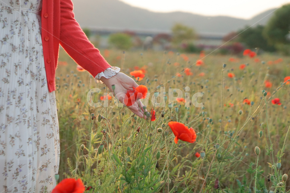 양귀비,저녁,빛,꽃,손,빨강,식물,자연,plants,nature,꽃,flower,사람,인물,인간,human,person,신체일부,몸,body,여성,여자,woman,female,lady