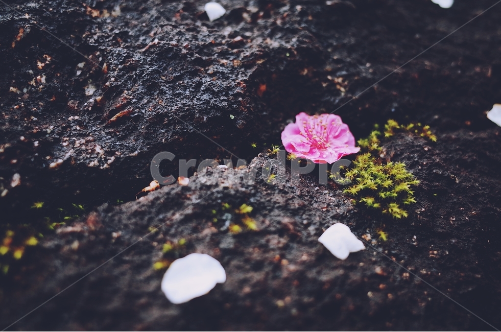 감성사진,봄,꽃,매화,사랑,감사,봄날,봄꽃,4월,벚꽃,튤립꽃,봄,계절,spring,season,꽃,flower,감성,sensible,feeling,plant,식물